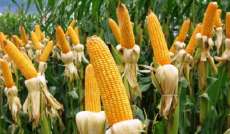Mesmo com pre&ccedil;o alto, lavouras de milho preocupam produtor rural
