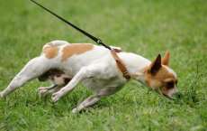 Quer fazer seu c&atilde;o parar de puxar durante o passeio?