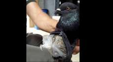 Pombo &eacute; flagrado com pochete carregada de drogas na Costa Rica