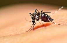 Laranjeiras - É confirmado mais um caso de dengue no município