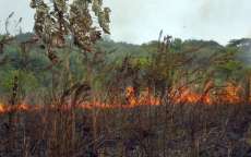 Setembro tem maior n&uacute;mero de inc&ecirc;ndios dos &uacute;ltimos 12 anos no Paran&aacute;