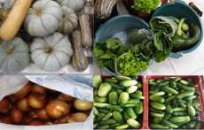 Guarania&ccedil;u - Produtores iniciam entrega dos alimentos pelo projeto PAA
