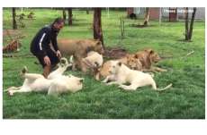 No M&eacute;xico, treinador de animais teria sido salvo por tigre. Veja o v&iacute;deo e tire suas conclus&otilde;es