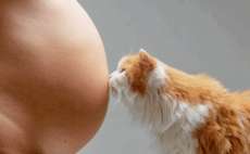 Toxoplasmose e os cuidados necess&aacute;rios. Confira!