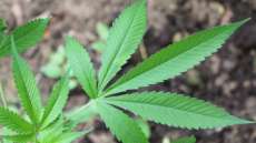 Confira 4 surpreendentes benef&iacute;cios da maconha!