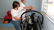C&atilde;es tamb&eacute;m t&ecirc;m programa para ficar "sarados" no ver&atilde;o