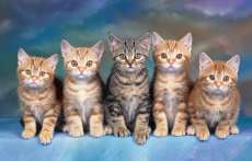 Popula&ccedil;&atilde;o de gatos cresce mais que a de c&atilde;es como animais de estima&ccedil;&atilde;o