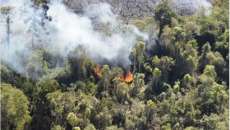 Araupel acusa MST de provocar inc&ecirc;ndio que atingiu reserva