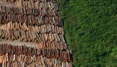 Taxa de desmatamento em territ&oacute;rio paranaense cresce 50%