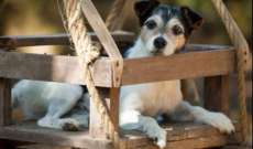 Cachorros s&atilde;o capazes de reconhecer a si mesmos, aponta estudo