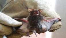 Prefeitura de Maring&aacute; confirma 1&ordm; caso de morcego com raiva no ano