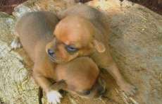 Rio Bonito - Vende-se filhotes de Pinscher