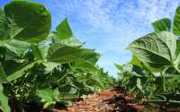 No Paraná, Campanha Plante seu Futuro reduz pela metade o uso de químicos