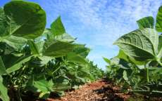 No Paran&aacute;, Campanha Plante seu Futuro reduz pela metade o uso de qu&iacute;micos