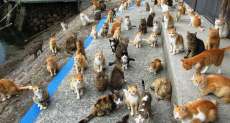 Moradores de "ilha dos gatos" pedem ajuda para comprar ra&ccedil;&atilde;o