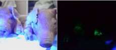 Cientistas cruzam gene de &aacute;gua-viva com porco e criam primeiro su&iacute;no que brilha no escuro