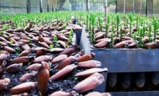 Programa Bioclima fecha parcerias com 169 munic&iacute;pios e 23 entidades