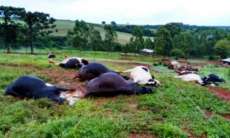Raio mata oito cabe&ccedil;as de gado em Fazenda de Luiziana no Paran&aacute;