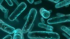 Cientistas descobrem bact&eacute;rias altamente resistentes a antibi&oacute;ticos