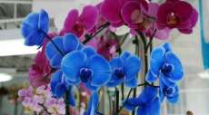 Brasileiro est&aacute; comprando mais flores. Paran&aacute; agradece