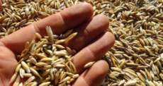 Reserva do Iguaçu - Agricultores devem fazer cadastro para recebimento de semente de aveia
