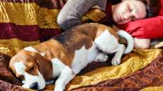 Dormir com bicho estima&ccedil;&atilde;o pode ajudar a melhorar a qualidade do sono, diz estudo