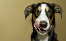 Conhe&ccedil;a os alimentos que os pets podem consumir