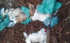 Cerca de 14 c&atilde;es foram encontrados mortos em terreno baldio