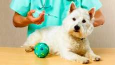 Quedas - Projeto prev&ecirc; a vacina&ccedil;&atilde;o de c&atilde;es contra a raiva