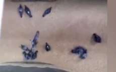 V&iacute;deo de pombos sendo mo&iacute;dos com cevada n&atilde;o &eacute; no Brasil