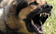 Pinh&atilde;o - Em tr&ecirc;s dias, c&atilde;o ataca duas crian&ccedil;as