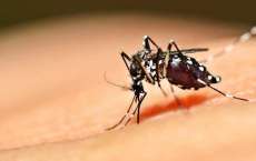 Paran&aacute; registra 602 novos casos de dengue em uma semana