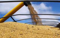 Colheita de gr&atilde;os do Paran&aacute; ser&aacute; 8% menor neste ano