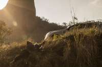 'Velho Chico': Carlos provoca acidente para matar Martim