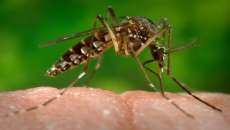 Secretaria divulga a&ccedil;&otilde;es de combate ao Zika v&iacute;rus no Paran&aacute;