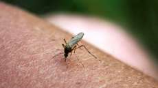 Por que algumas pessoas s&atilde;o picadas por mosquitos mais que outras?