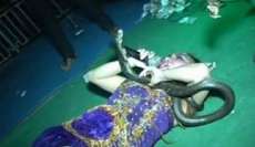 Cantora que se apresentava com cobras morre no palco ap&oacute;s ser picada por r&eacute;ptil