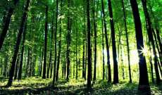 Qual &eacute; o maior ser vivo que existe na Terra? Veja o v&iacute;deo