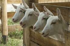 Porto Barreiro - Governo Municipal e Secretaria de Agricultura em parceria com o SENAR estar&aacute; disponibilizando cursos para Produtores Rurais