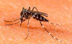 No Paran&aacute;, n&uacute;mero de casos confirmados de dengue cresce 34%