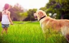 Aprenda como calcular a idade correta do seu cachorro