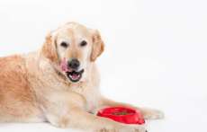 6 alimentos perigosos para cachorros
