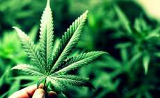 Usu&aacute;rios dizem que perfume de famosa marca nacional tem cheiro de maconha