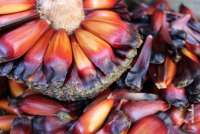 Colheita do pinh&atilde;o vai ser permitida a partir da pr&oacute;xima quarta, dia 01