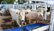 Pinh&atilde;o - Feira de gado geral acontecer&aacute; dia 27/09