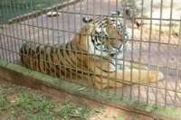 Tigre não será sacrificado