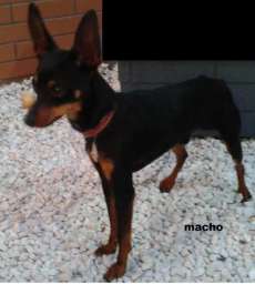 Laranjeiras - Procura-se cão desaparecido, proprietário oferece recompensa