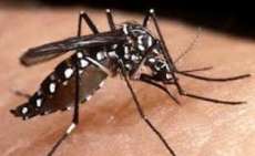 Paran&aacute; - Munic&iacute;pios apresentam queda nos casos de dengue