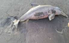 Filhote de golfinho morre em praia ao ser retirado do mar para selfies com turistas