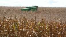 Paran&aacute; deve ser o maior produtor de milho em 2013, segundo IBGE